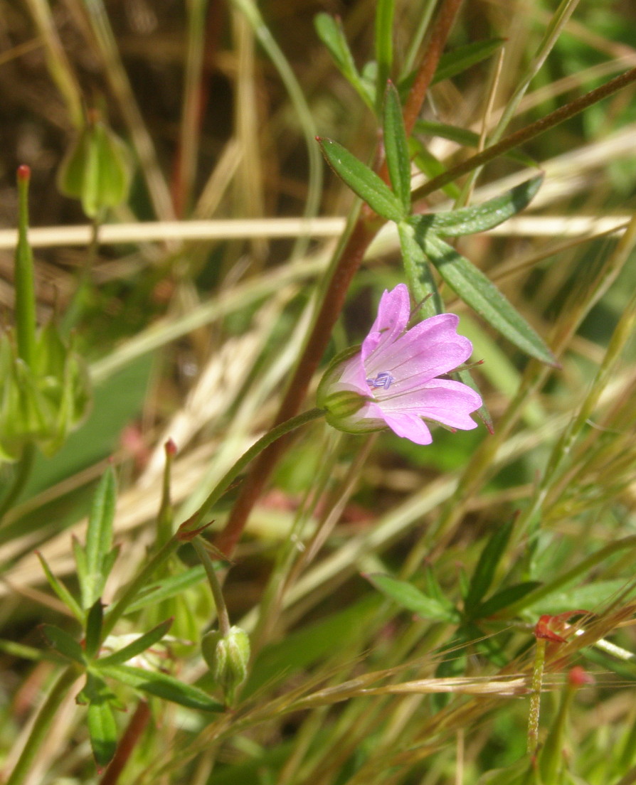 Geranium columbinum / Geranio colombino